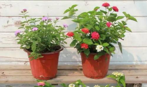 唐山吃瓜爆料视频最新版,揭秘事件真相与幕后黑幕 第2张 唐山吃瓜爆料视频最新版,揭秘事件真相与幕后黑幕 第2张